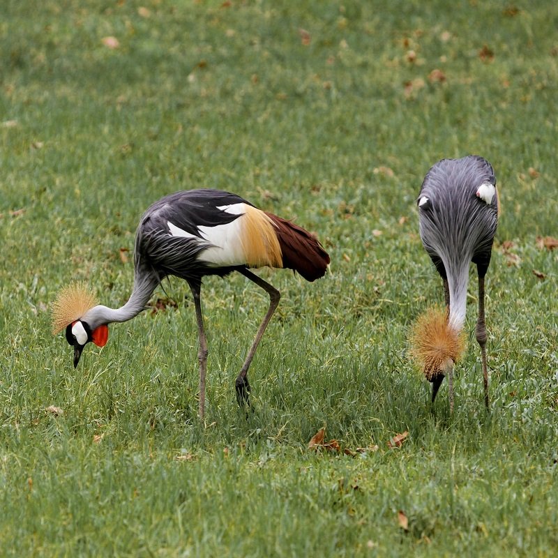 crested cranes
